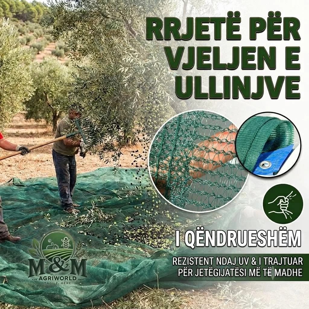 Rrjetë jeshile për vjeljen e ullinjve, e shtruar nën ullinj